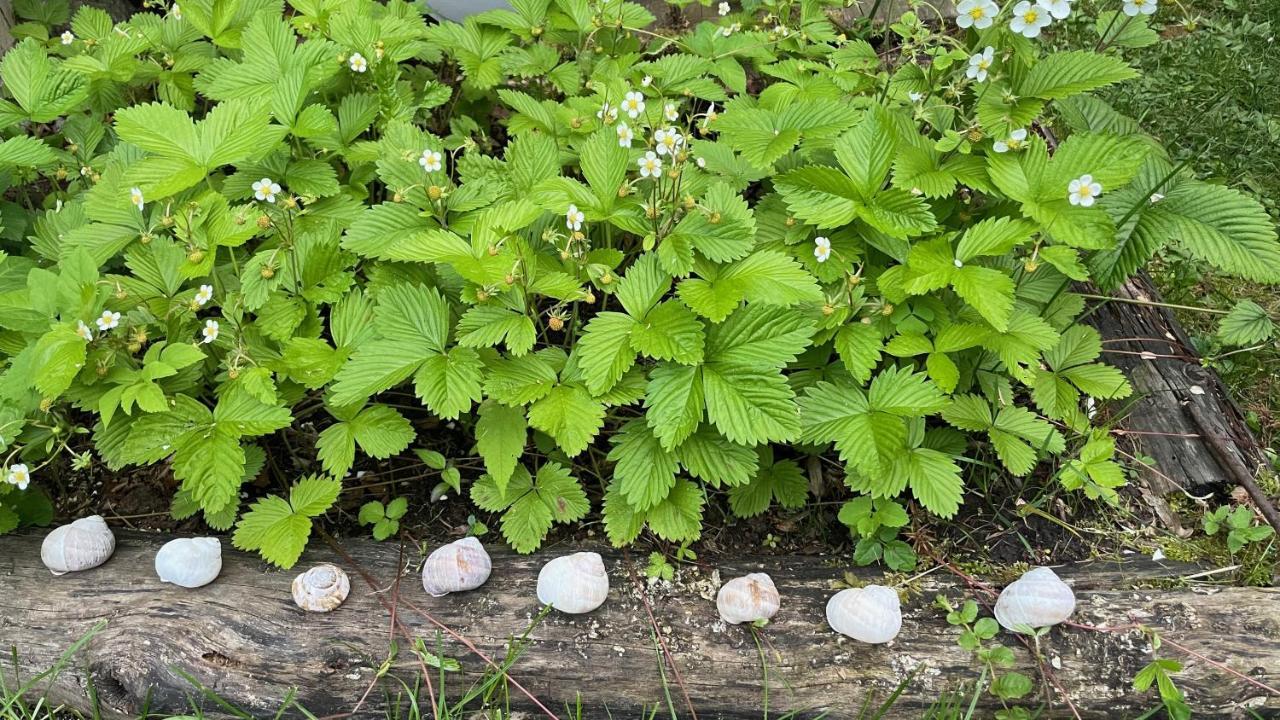 Вилла Mika'S Garden Блед Экстерьер фото